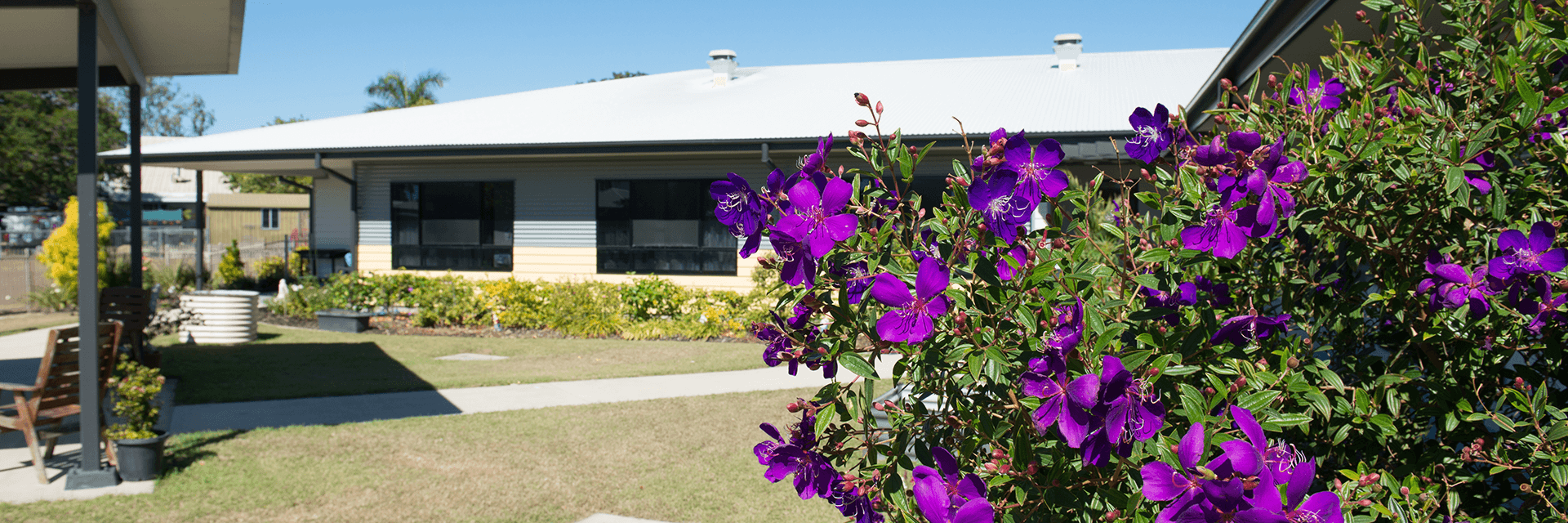 A purple riot at Blue Care Townsville Mt Louisa Aged Care Facility A riot of purple flowers celebrate a corner of the garden at Blue Care Townsville Mt Louisa Aged Care Facility.