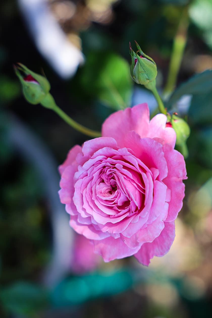 New Haven Rose