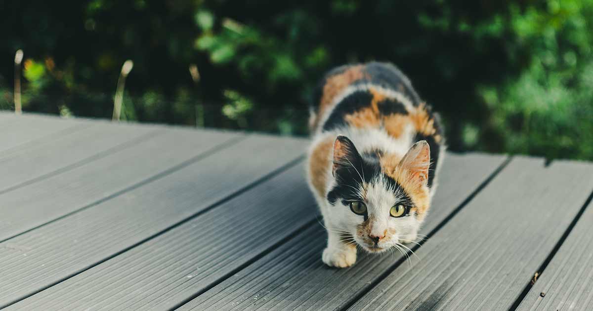 A close up of a cat prowling towards the camera