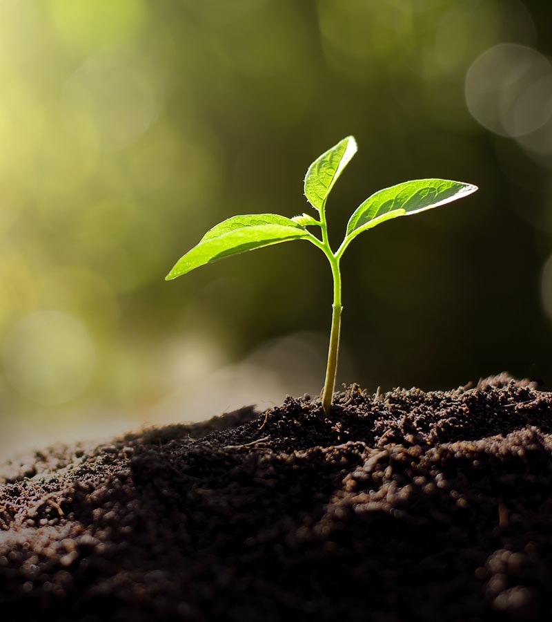 a small plant sprouting from a patch of dirt